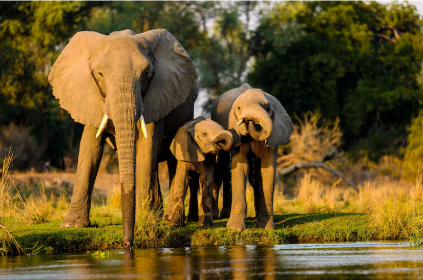  Online course for wildlife